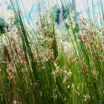 Sitina rozložitá (Juncus effusus) - výška 15-30 cm, kont. P9